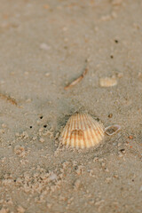 shell on the beach