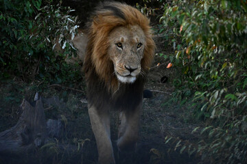 portrait of lion, masai mara, kenya