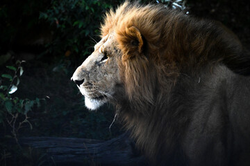 Naklejka premium portrait of lion, masai mara, kenya
