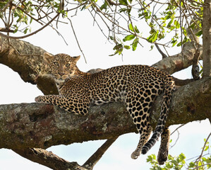 leopard in tree, masai mara, Kenya