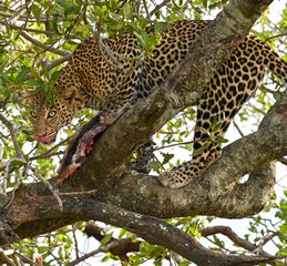 leopard in tree, masai mara, Kenya