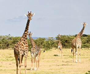 giraffe in the savannah