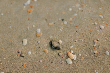shell on the sand