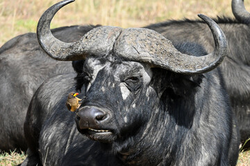 african buffalo, masai mara, kenya