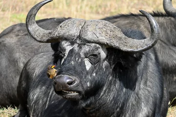 Photo sur Plexiglas Parc national du Cap Le Grand, Australie occidentale african buffalo, masai mara, kenya