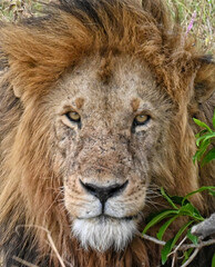 portrait of lion, masai mara, kenya