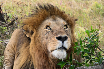 Naklejka na ściany i meble portrait of lion, masai mara, kenya