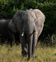 Elephant in savanna masai mara, Kenya