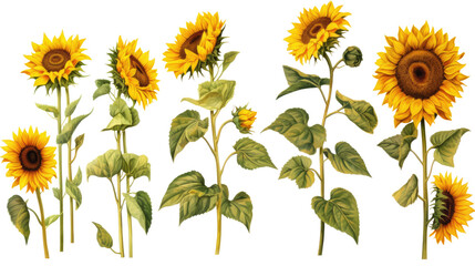 Sunflower watercolor set isolated on transparent background