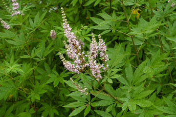 Pale pink flowers in the leafage of Vitex agnus-castus in July
