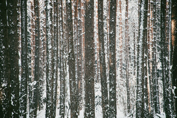 Fototapeta premium winter forest landscape with snow