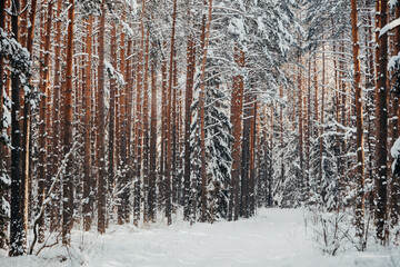 Fototapeta premium winter forest landscape with snow