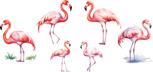 set watercolor flamingo on white background, cute, childish style drawing.