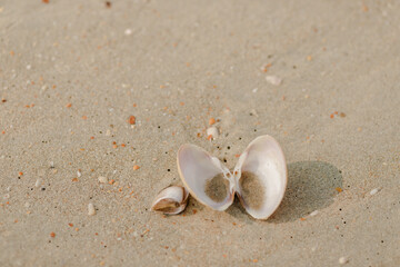 shell on the beach