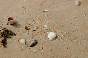 shell on the beach