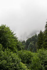Misty green forest. Giresun kumbet plateau. Misty weather. Shot in turkey giresun