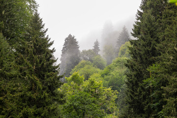 Misty green forest. Giresun kumbet plateau. Misty weather. Shot in turkey giresun