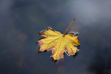 Yellow reddish maple leaf (Acer) floating on the calm water surface of a pond in Iserlohn,...