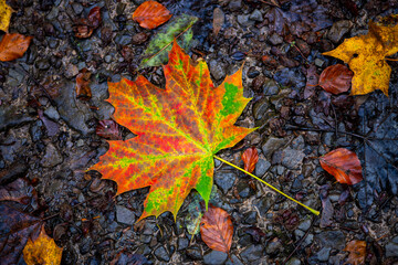 Colorful maple leaves (Acer) and foliage with orange, yellow and green structures in autumn in...