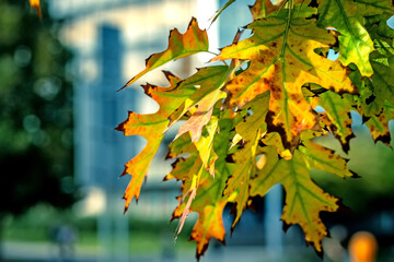 Fototapeta premium Quercus shumardii Buckley A detailed view of foliage on a vibrant green tree