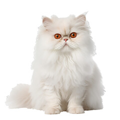 White Persian cat, Isolated on white background, PNG, 300 DPI