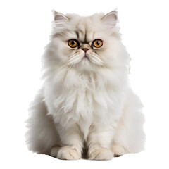 White Persian cat, Isolated on white background, PNG, 300 DPI