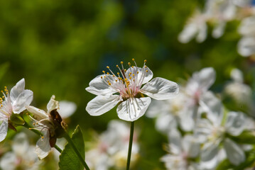 White apple tree flowers in spring