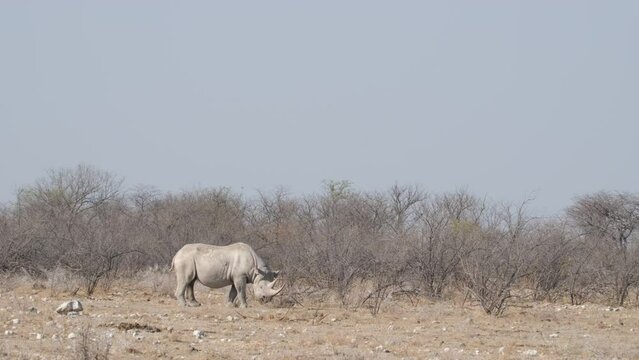 Black Rhinoceros Grazing On Arid Grassland In Africa. wide