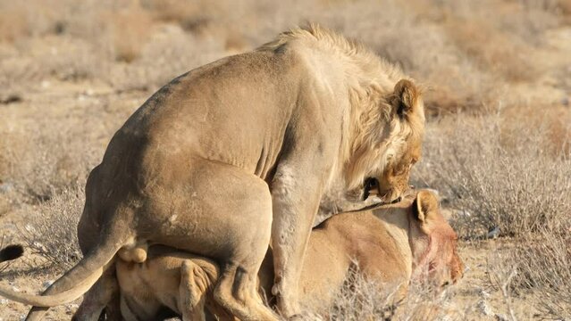 Pair Of African Lion Mating In The Wilderness. closeup