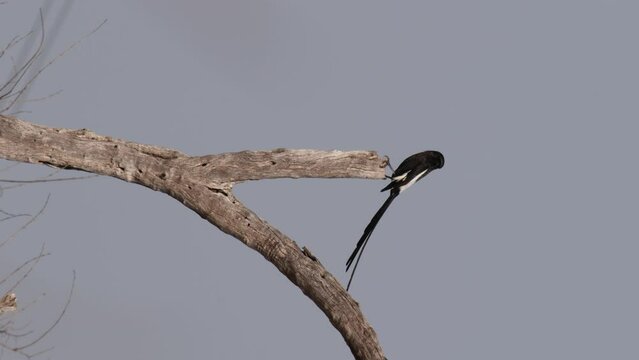 A Magpie Shrike Gripping a Tree Branch - Wide Shot