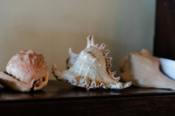 sea shells and seashells