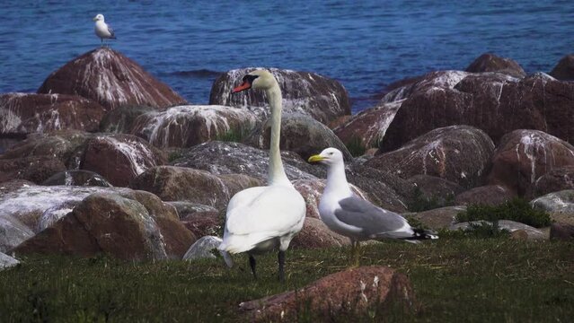 Two white birds on shore of Baltic Sea. Herring gull (Larus argentatus) and mute swan (Cygnus olor). Very different birds nest on boulder ludas side by side in colonies and do not harm each other