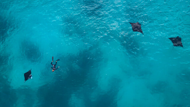 Aerial view of a snorkeler swimming in ocean with three Manta Rays, Indonesia