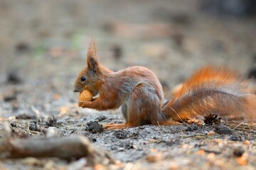 Red squirrel eating nut in the forest
