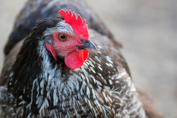 Hen a portrait
