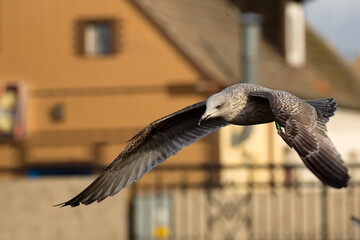 Herring gull in the flight