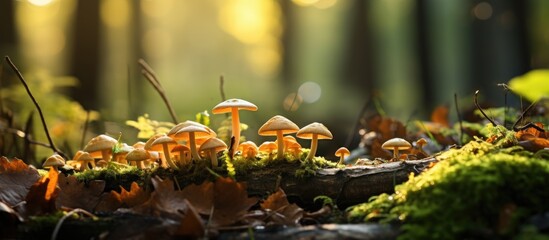 In the enchanting forest amidst the autumn hues of green leaves a variety of organic mushrooms gracefully grow on the forest floor blending perfectly with the natural background of wood and  - obrazy, fototapety, plakaty