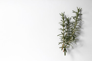 Sprigs of fresh rosemary on a white background