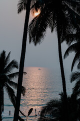 palm trees at sunset