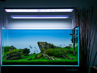 Aquascape