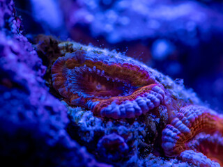 coral