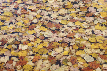 The surface of the water is covered with a dense layer of colored autumn leaves of forest trees.