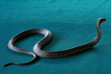 The snake show, the real poison flows out of the fangs. The kiss of a real cobra.
