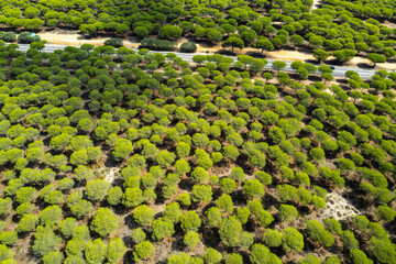 Abstract natural pattern of mediterranean pine woods in Spain. Aerial drone view