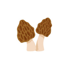 Morchella mushroom. Mostly edible fungus. Vector cartoon illustration with texture isolated on the white background.