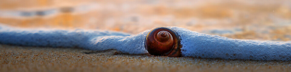 A shell on the shore of the Andaman Sea. Beautiful sunset on a paradise beach.
