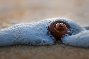 A shell on the shore of the Andaman Sea. Beautiful sunset on a paradise beach.