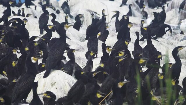 Colony of southern cormorant (Phalacrocorax carbo sinensis) on islands of Gulf of Finland, Baltic Sea. Colony is located on granite boulder ludas. Most pandemonium nestlings are more than month old