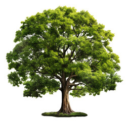 Beautiful big green tree on transparent background PNG file