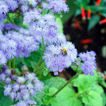 A brown-and-orange common carder bee (Bombus pascuorum) is drawn to the fragrant nectar on blue flowerheads clusters of a Flossflower or Mexican paintbrush (Ageratum houstonianum)